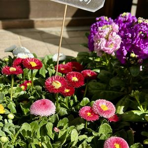 デージー,チロリアン・デージー,花壇,ピンクの花,花のある暮らしの画像