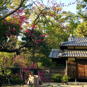  梅の花,お花を楽しむ,広い庭の画像