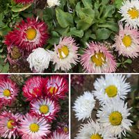 デージー,ヒナゲシ,可愛い〜♡,寒さに強い,駅前の花壇の画像