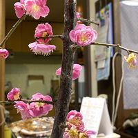 枝垂れ梅,枝垂れ梅,斑入り沈丁花,斑入り沈丁花,ひな祭り　雛飾りの画像