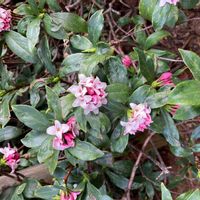 ジンチョウゲの画像