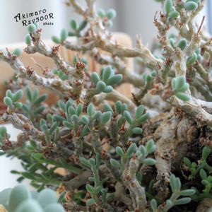 塊根植物,オトンナ属,コーデックス,根塊植物,タニラーの画像