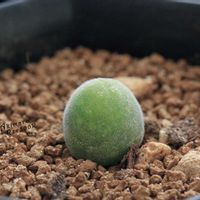 メセン,コノフィツム属,タニラー,その他部屋の画像