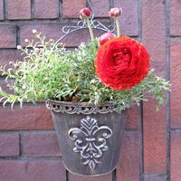 ラナンキュラス,ラナンキュラス,ラナンキュラス,いつもの散歩道,お出かけ先の画像