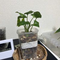 シンゴニウムの画像