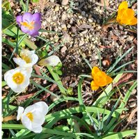 クロッカス,ステキ☆,癒し…♡,か〜わい〜,2023/09 GSデビューの画像