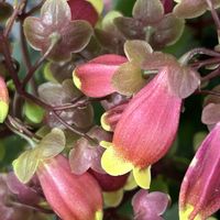 カランコエウェンディ,iPhone撮影,ホッコリ,小さな幸せ♡,お出かけ先にての画像