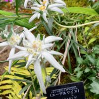 エーデルワイス,真岡市,花ちょう遊館,花撮りドライブ,井頭公園　高山植物エリアの画像