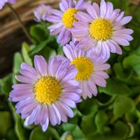 デージー,ブルーデージー,原種デージー アルムの空,イングリッシュデージー アルムの空,斑入り　ブルーデイジーの画像