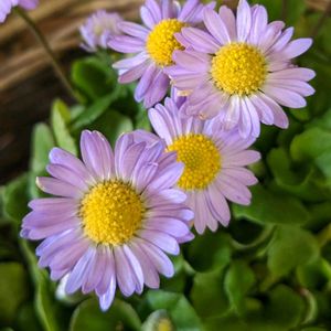 デージー,ブルーデージー,原種デージー アルムの空,イングリッシュデージー アルムの空,斑入り　ブルーデイジーの画像