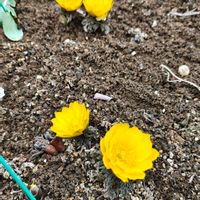 フクジュソウ,フクジュソウ,ガーデニング,ボタニカルライフ,山野草の画像