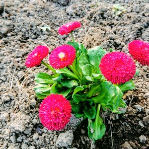 デージー,デージー,月桃,月桃の葉,月桃の花の画像