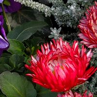 アネモネ,クリスマスローズ,デージー,デージー,ボケの画像