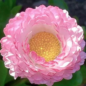 デージー,今日のお花,ピンクワールドへ ようこそ,とにかくGS 楽しもう！,花の子ルンルンーの画像