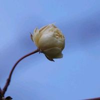 クロッカス,クロッカス,モッコウバラ,モッコウバラ,寒咲きアヤメの画像