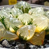 ジェリーフィッシュ錦,ハオルチア属,多肉ちゃん,ボタニカルライフ,新芽の画像