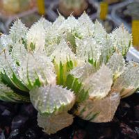 玄氷錦,ハオルチア属,多肉ちゃん,ボタニカルライフ,新芽の画像