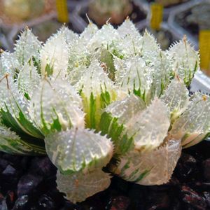 玄氷錦,ハオルチア属,多肉ちゃん,ボタニカルライフ,新芽の画像