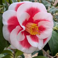 ツバキ,椿  友の浦,椿（つばき）,常緑小高木の画像