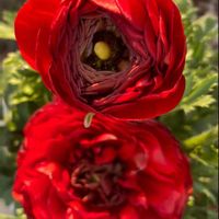 ラナンキュラス,小さい庭,平和を願う,頑張ろう日本❣️,真っ赤な火曜日の画像