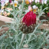 スプレーストック,スプレーストック,ローダンセマム リルピンク,ローダンセマム リルピンク,ローダンセマム リルピンクの画像