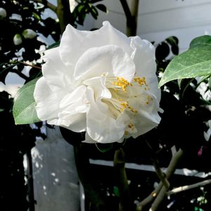 ツバキ,西洋椿,プケクラ,温室,初見の画像