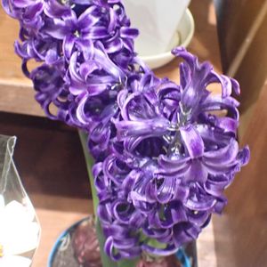 ヒアシンス,鉢植え,軒下花棚の画像