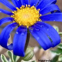 ブルーデージー,斑入りブルーデージー,花のある暮らし,GSに感謝。,幸福の画像