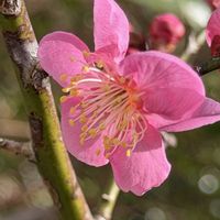 ウメ,クリスマスローズ,ヒヤシンス,道知辺 (みちしるべ),いい香りの画像