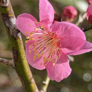 ウメ,クリスマスローズ,ヒヤシンス,道知辺 (みちしるべ),いい香りの画像