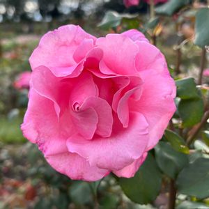 薔薇,せんだい農業園芸センター,お散歩ちゃんキーホルダー,お散歩は季節をまとって,大人のきせかえ人形の画像