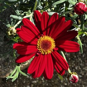 ラナンキュラス,ラナンキュラス,イングリッシュデージー,イングリッシュデージー,イングリッシュデージーの画像