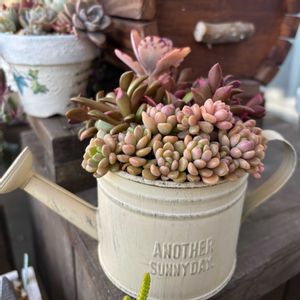 だるま姫秋麗×スプリングワンダー,だるま姫秀麗xスプリングワンダー,多肉寄せ植え,多肉植物のある暮らし,ベランダタニラーの画像