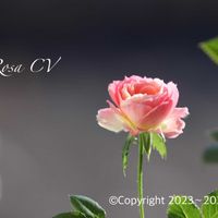 デージー,デージー,バラ,バラ,アガベの画像