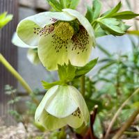 クリスマスローズ,地植え,可愛い,美しい,クリスマスローズ・シングルの画像