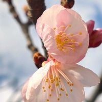 サクラ,さくら サクラ 桜,桜 さくら,鎌倉　鶴岡八幡宮,2026　初めて見るさくら❀の画像