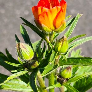 ラナンキュラス ランドセル,鉢植え,つぼみ,季節の花,花のある暮らしの画像