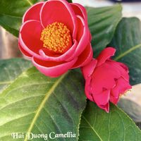 ツバキ,山野草,꒰ღ˘◡˘ற꒱かわゅ~,美しい,素敵の画像