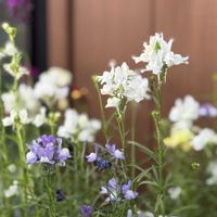 リナリア,姫金魚草,オオバコ科,ウンラン属,Linariaの画像