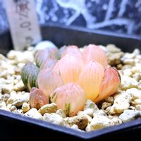 ハオルチア,ハオルチア オブツーサ,多肉植物,ハオルチア属,多肉大好きの画像