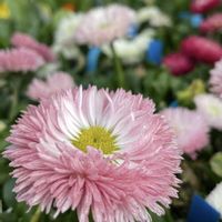 デージー,ブルーデージー,ナルトサワギク,チロリアン・デージー,ジャスターデージーの画像