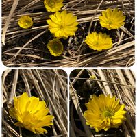 福寿草,福寿草,今日も元気に行きましょう♡,お出かけ先の画像