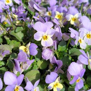 寄せ植え,かわいい,花のある暮らし,小さな庭の画像