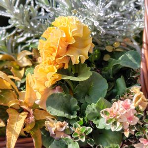 寄せ植え,花のある暮らし,小さな庭の画像