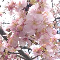サクラ,さくら サクラ 桜,桜 さくら,強運⋆.˚⊹⁺,寒川神社の木々の画像