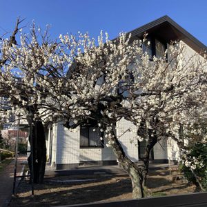 ウメ,ウメ,白梅,白梅,公園の画像
