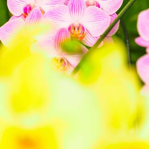 温室,洋ラン,お散歩,千葉市都市緑化植物園の画像