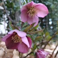 クリスマスローズ,クリスマスローズ,かわいい,開花,癒しの画像