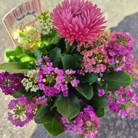 アリッサム,デージー,乙女心,寄せ植え,ピンクの花の画像