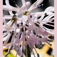 カーネーション,ガーベラ,ショウジョウバカマ,トルコキキョウ,バラの画像